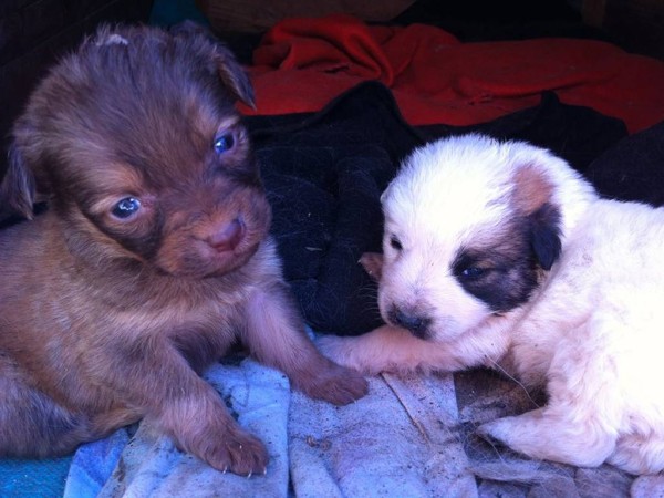 Two of the many dogs Ana-Maria has rescued.