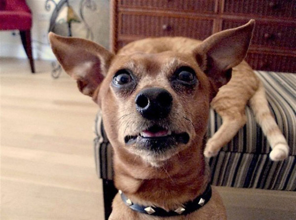 dogs-funny-faces-surprised