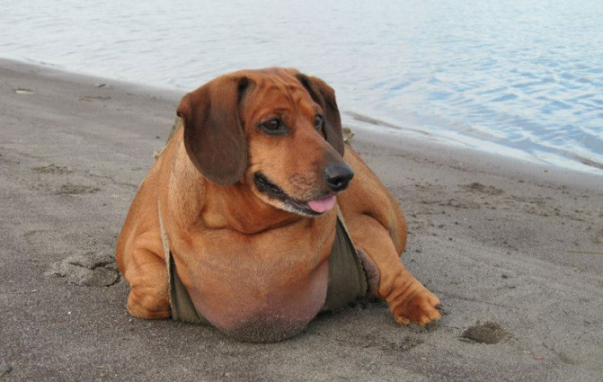 obie obese dachshund