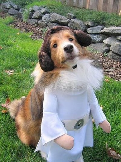 star-wars-dog-costume-8