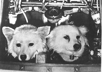 belka-strelka2