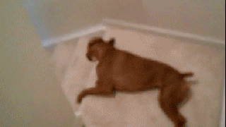 dog stairs