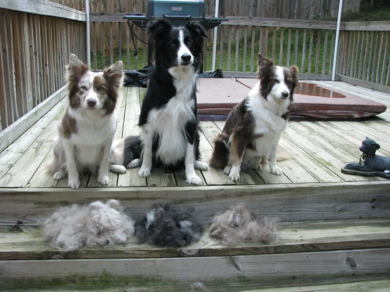 Image from BorderCollie.Org