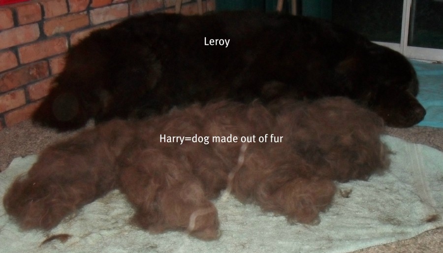 Image from My Brown Newfies