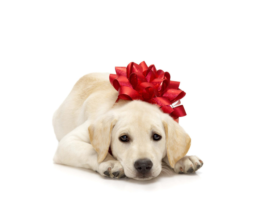 Puppy Wearing Bow