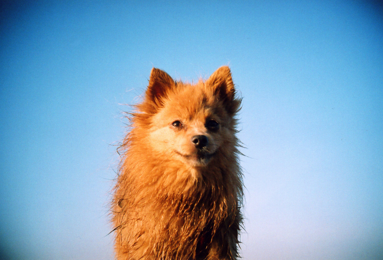 film photography dogs