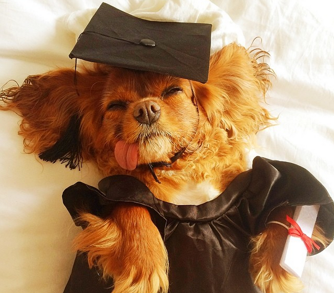 "I've graduated from that puppy mill nonsense." --Toast