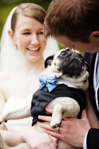 Wedding Pug