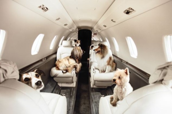 what size dog can fly in cabin