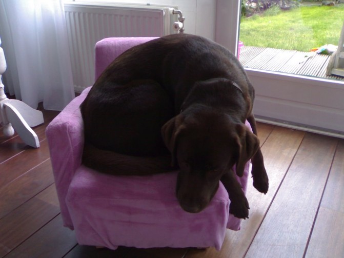 big dog small chair 2