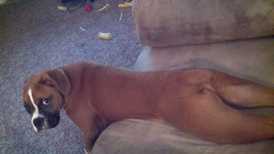 funny-dog-weird-position-couch