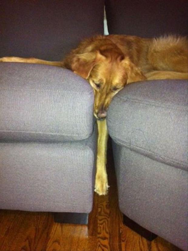funny-dogs-on-furniture-8-2