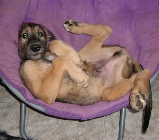 funny_dog_in_chair