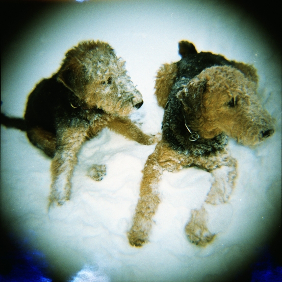 lomography dogs in snow