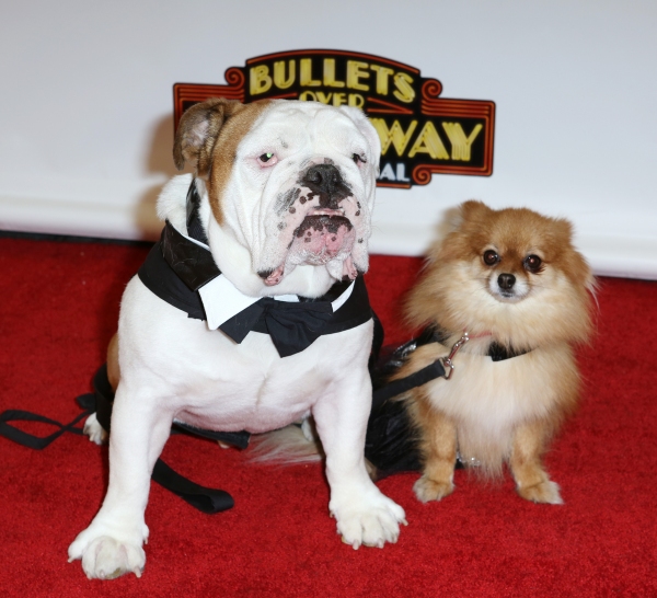 Trixie and pal Romeo at the Bullets Over Broadway premiere via broadwayworld.com