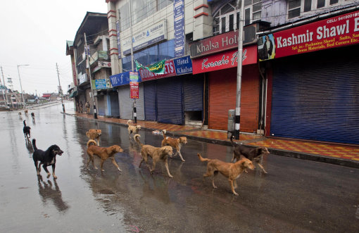 delhi dogs 1