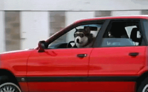 Image via Dogs Driving in Car Windows