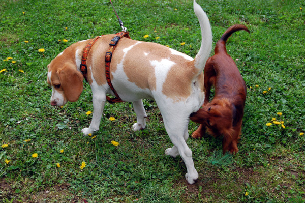 dogs-sniffing-each-other