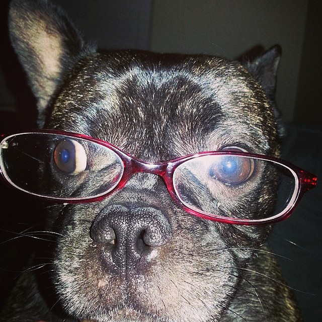 nerd dog