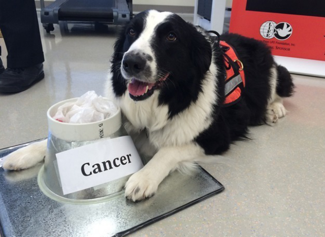 Dogs Smell Cancer: Dogs Smelling Cancer and Its Potential in Early Detection - Mnepo Pets