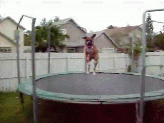 dog-jumping_o_gifsoup-com