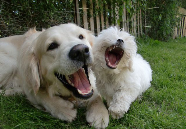 smilinglaughingdogs