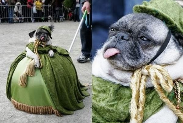 25-Ridiculously-Funny-Costumes-A-Dog-Can-Ever-Have-25