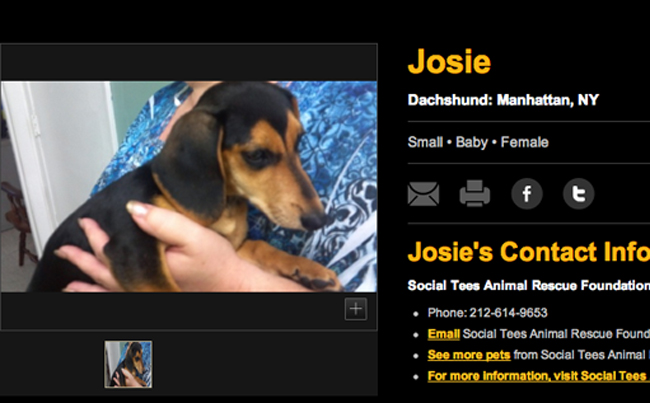 Andi (then Josie) as a Puppy in her rescue listing 