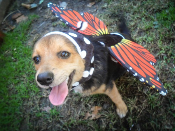 butterfly dog