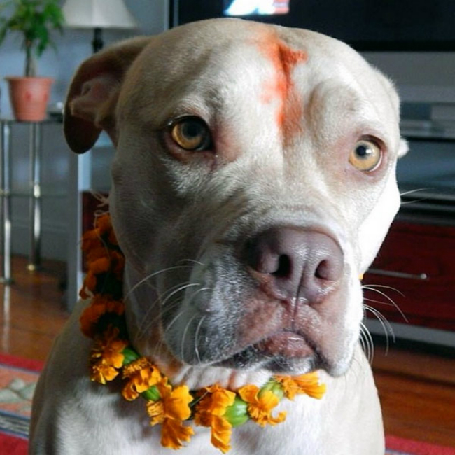 diwali-tihar-dogs-012