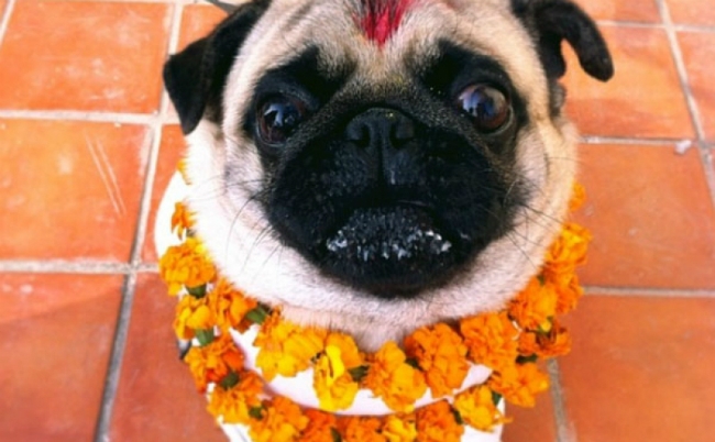diwali_pug-808x500-pug