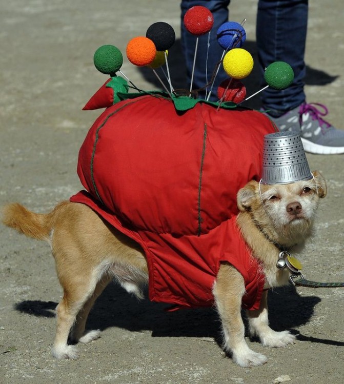 dog-halloween-costume-pin-cushion