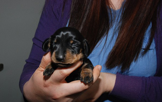 Sooam produced clone of 12-year old British Dachshund Winnie, Image via DailyMail UK