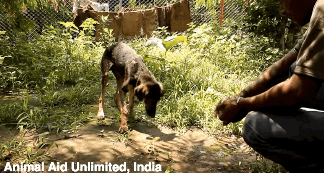 Image by Animal Aid Unlimited, India
