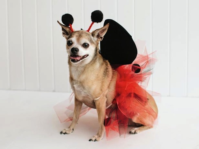 Ladybug Pet Costume: Beauty