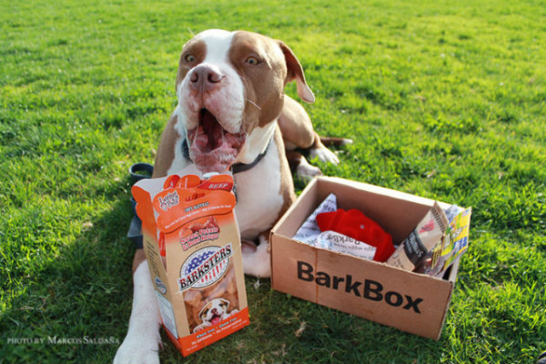 pitbull barkbox