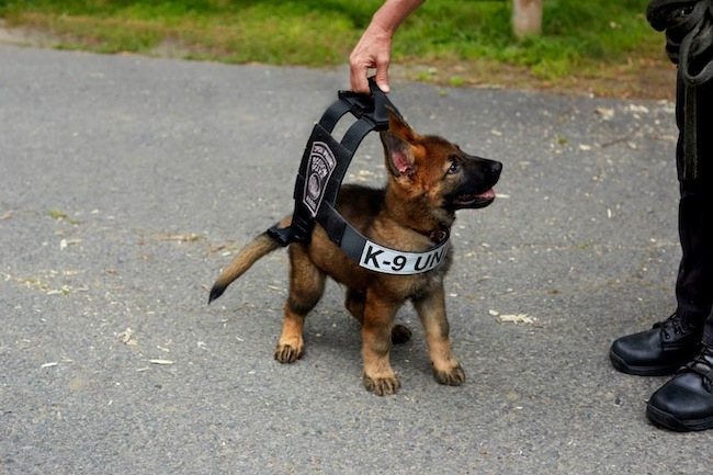 Tuco is a prospective K-9 in the care of patrol officer Troy Caisey, head trainer of the Boston Police K-9 unit. He's 6-months-old now, and ALMOST fills out his vest.