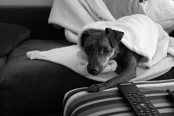 dog_burrito