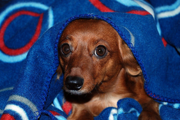 Dog_sausage_roll