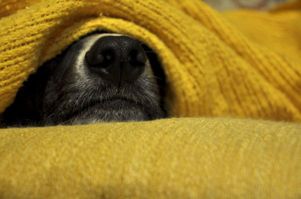Yellow_burrito