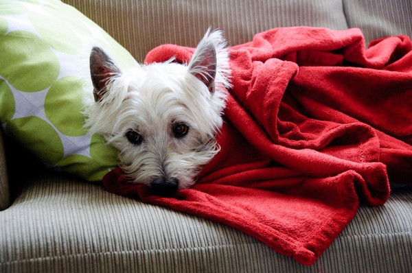 westie_burrito
