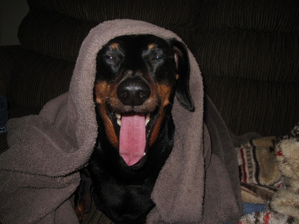 Happy_dog_burrito