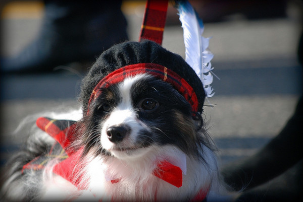 Scottish_dog