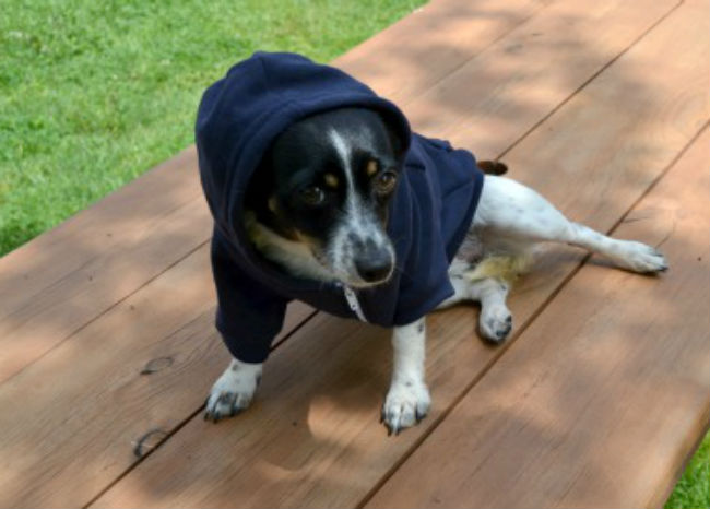 American-Apparel-Dog-hoodie