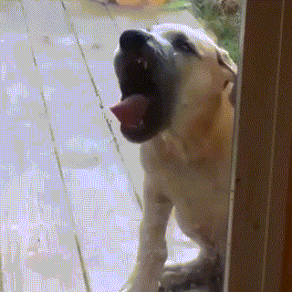 Dog-Eating-Door