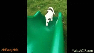 Puppies_Playing_on_Slides_Compilation