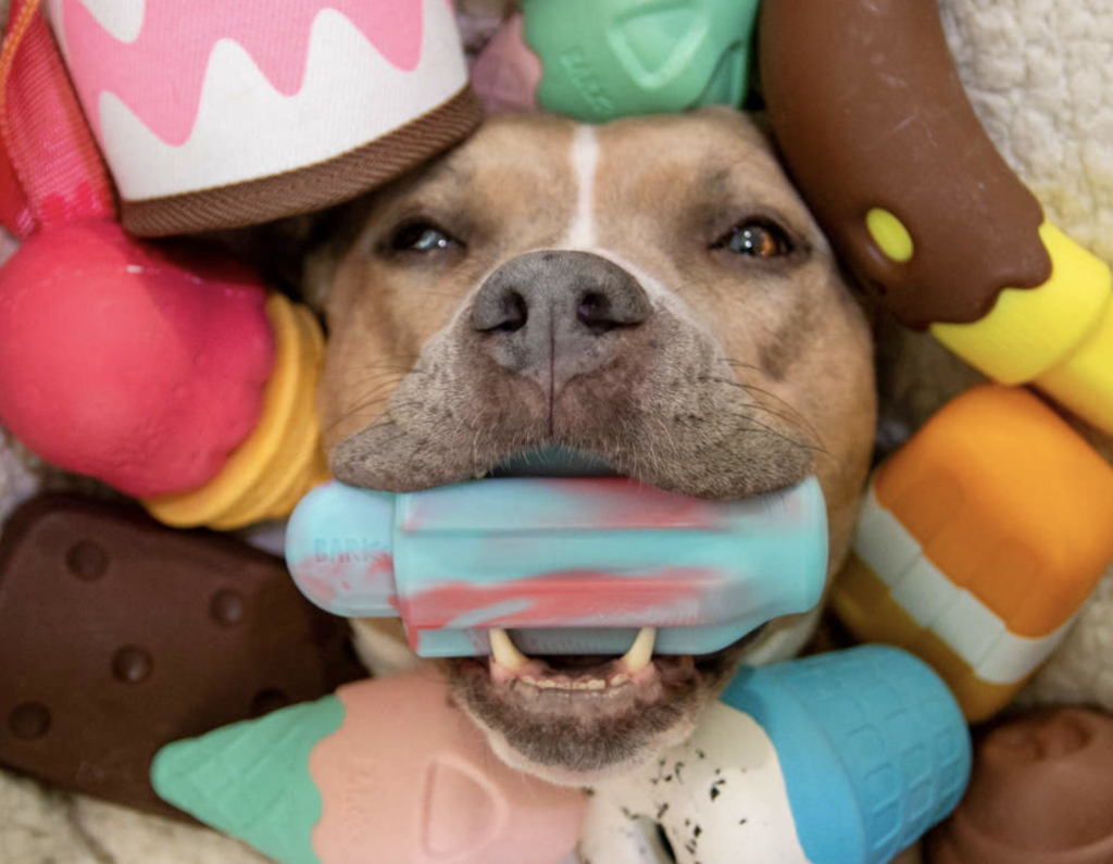 pit bull with super chewer toys