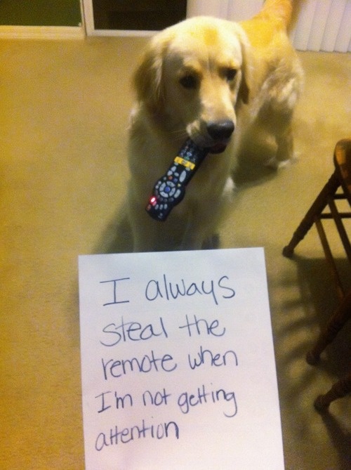dogshare_theremote
