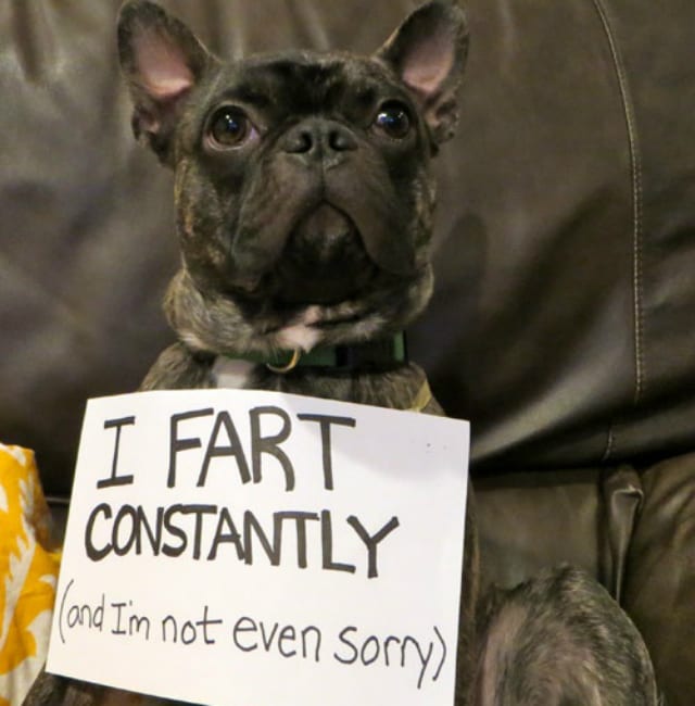 dogs say the funniest things