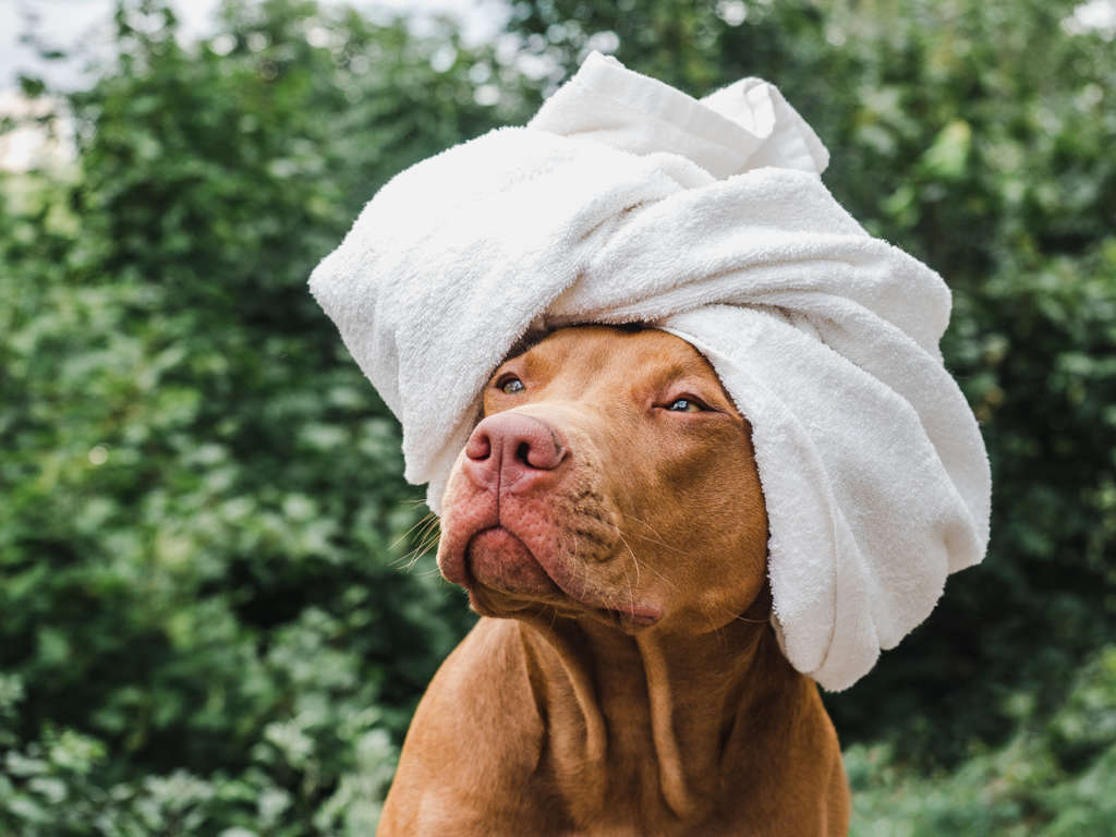 pit bull with towel wrap